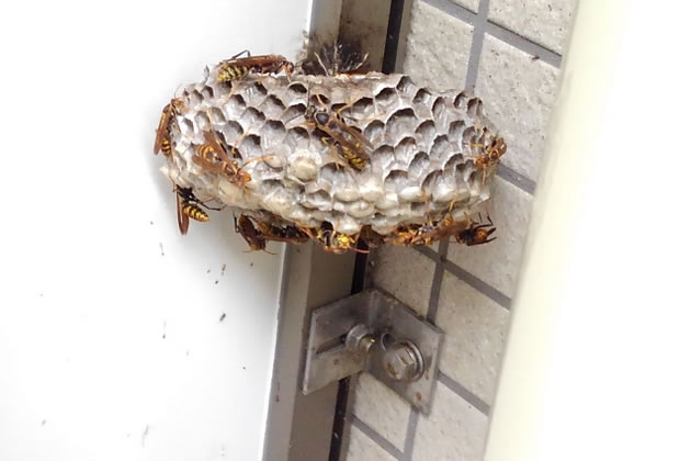 アシナガバチ費用例