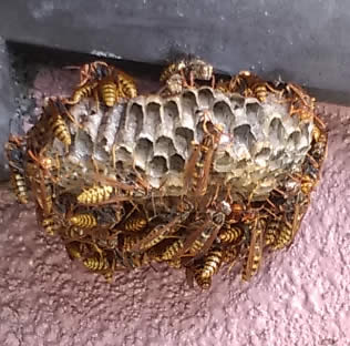 アシナガバチ巣握りこぶし大