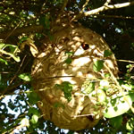 スズメバチ巣原付タイヤ大