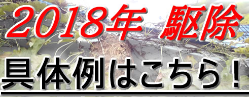 駆除具体例2018