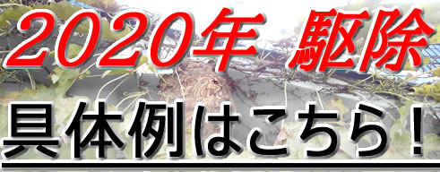 駆除具体例2020