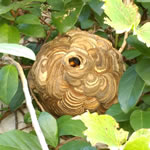 スズメバチ巣ハンドボール大