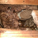 壁内部スズメバチ駆除