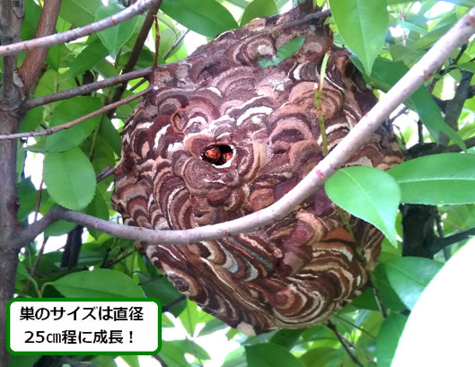 スズメバチの巣駆除植え込み