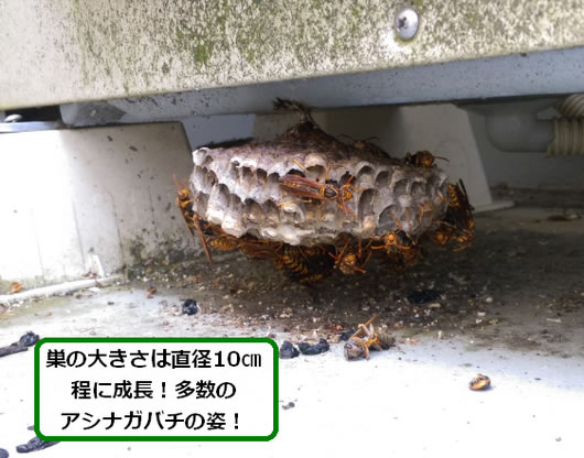 アシナガバチ駆除室外機