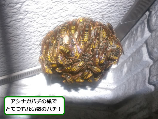 アシナガバチの巣駆除庭先軒下