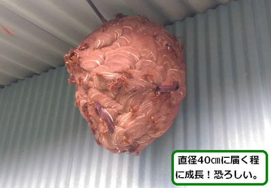 スズメバチの巣駆除倉庫屋根