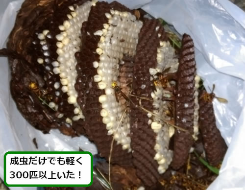 キイロスズメバチの巣サナギ多数