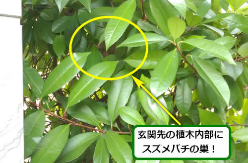 スズメバチ駆除植木内部