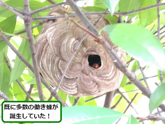 スズメバチの巣駆除植木内部