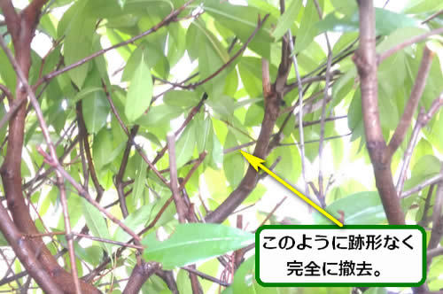 スズメバチの巣完全撤去