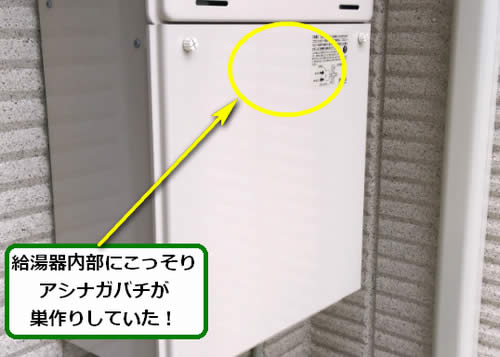 アシナガバチ駆除給湯器内部