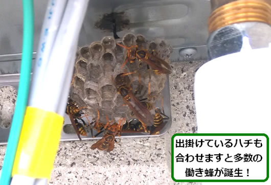 アシナガバチの巣駆除給湯器内部