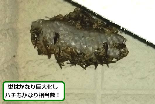 アシナガバチの巣駆除一階屋根隙間
