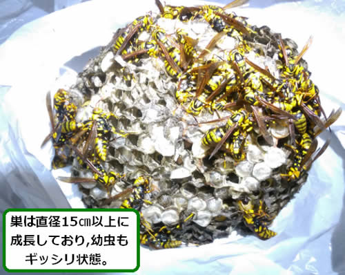 巨大アシナガバチの巣