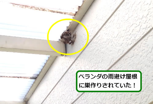 アシナガバチ駆除ベランダ屋根