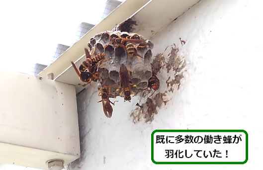 アシナガバチの巣駆除ベランダ屋根