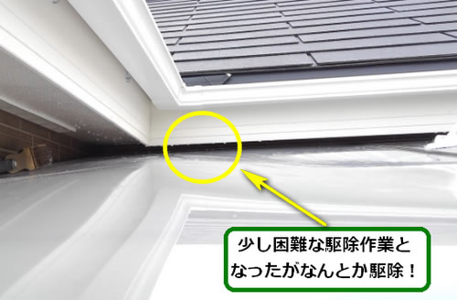 アシナガバチの巣駆除高所軒下