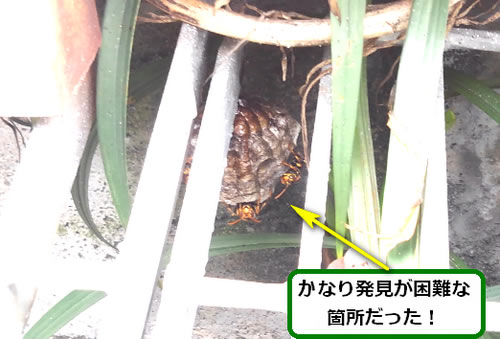 アシナガバチの巣駆除店舗死角