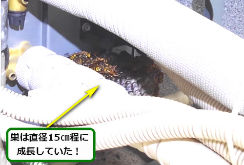 アシナガバチの巣駆除給湯器