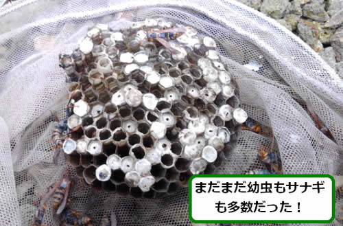 アシナガバチの巣内部