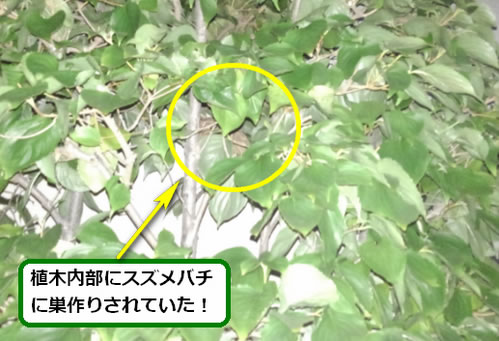 コガタスズメバチ駆除植木