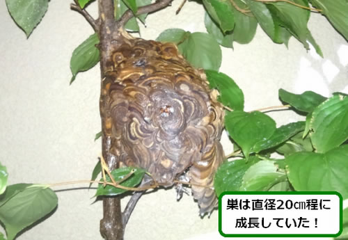 コガタスズメバチの巣駆除植木