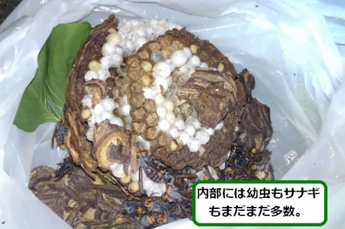 コガタスズメバチの巣内部