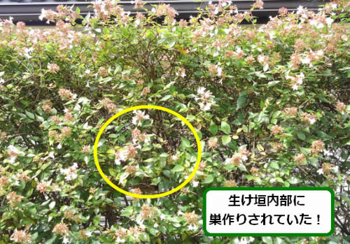 コガタスズメバチ駆除生け垣