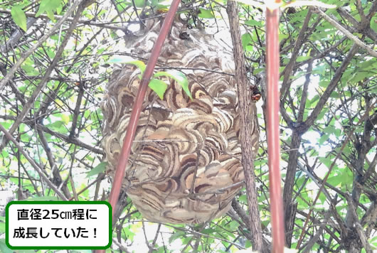 コガタスズメバチの巣駆除生け垣