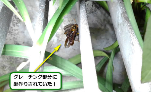 アシナガバチの巣駆除グレーチング