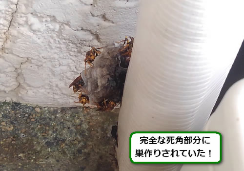 アシナガバチの巣駆除室外機