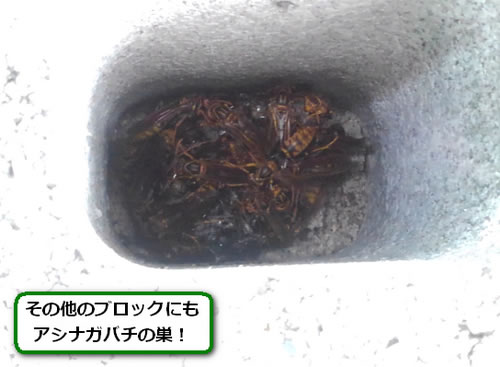 アシナガバチの巣駆除外構ブロック