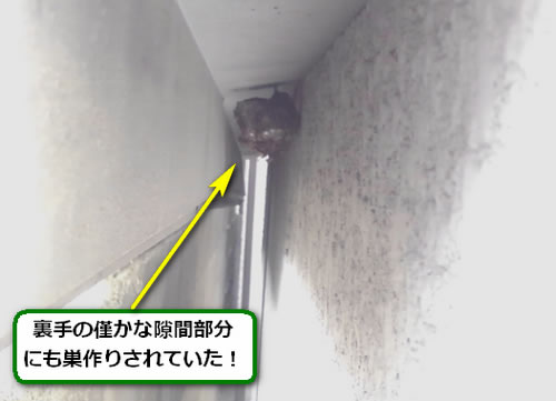 アシナガバチの巣駆除裏手雨避け