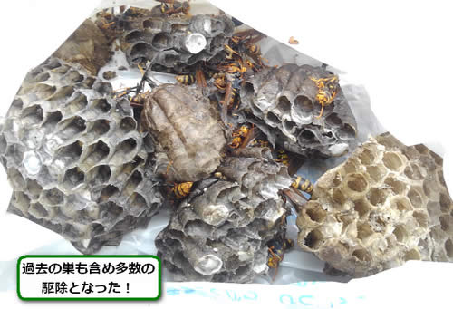 アシナガバチの巣駆除多数
