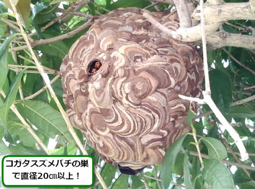 スズメバチの巣駆除植木枝
