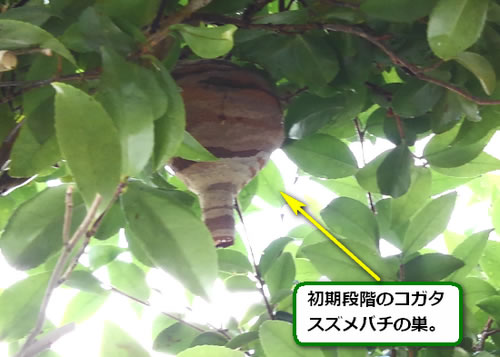 スズメバチの巣駆除植木内部