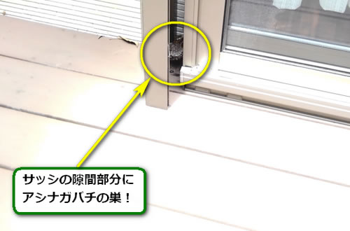 アシナガバチ駆除サッシ隙間