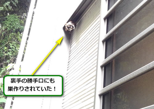 アシナガバチ駆除裏手