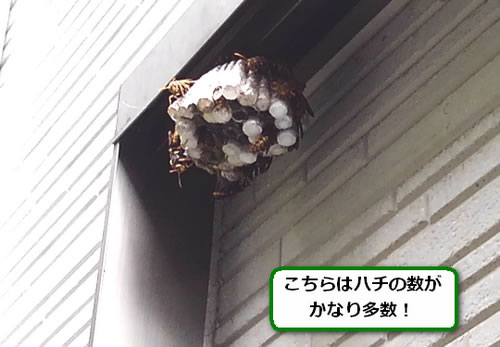アシナガバチの巣駆除裏手