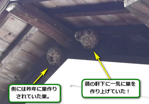キイロスズメバチ駆除高所軒下