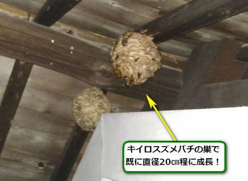 キイロスズメバチの巣駆除高所軒下