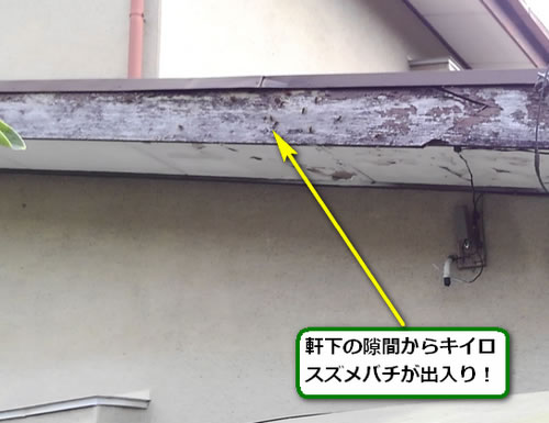 キイロスズメバチ侵入口軒下