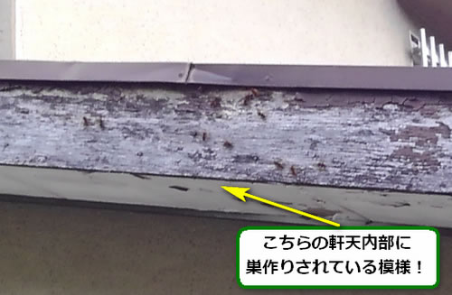 キイロスズメバチ駆除軒天内部