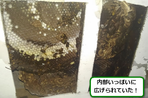 スズメバチの巣駆除軒天内部