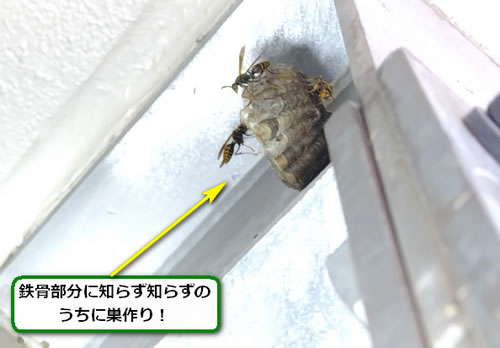アシナガバチの巣駆除鉄骨