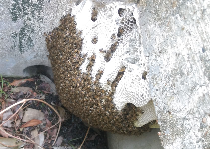 ミツバチ駆除料金