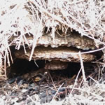 オオスズメバチ巣2層以上