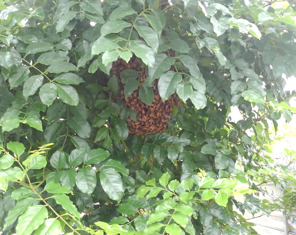 植木,植え込み例