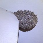 すぐに除去出来る箇所